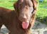 Flat coated retriever Holger (Farmors)