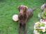 Flat coated retriever Holger (Farmors)