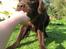 Flat coated retriever Holger (Farmors)