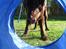 Flat coated retriever Holger (Farmors) - er der nogle? :D