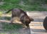 Schæferhund Scharif's B.Amy SOLGT