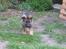 Schæferhund Scharif's B.Amy SOLGT