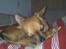 Chihuahua Coco