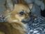 Chihuahua Coco