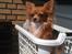 Chihuahua Simba