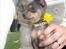 Chihuahua Mesha! <3 - mor pyntede mig da jeg var ude og lege fordi hun skulle have billeder hertil hundegalleri (: men jeg eeeeeeeelsker nu at få taget billeder! jeg er et ægte fotogen! :)