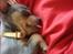 Chihuahua Mesha! <3 - min mor synes jeg er sød fordi jeg sover med tungen ude :)