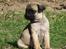 Mops Ziggy<3