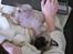 Mops Ziggy<3