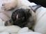 Mops Ziggy<3