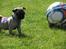 Mops Ziggy<3