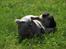 Mops Ziggy<3