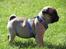 Mops Ziggy<3