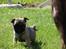 Mops Ziggy<3