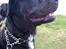 Blanding af racer GD&ROTTWEILER - Cola -