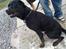 Blanding af racer GD&ROTTWEILER - Cola -