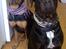 Blanding af racer GD&ROTTWEILER - Cola -