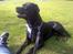 Blanding af racer GD&ROTTWEILER - Cola -