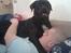 Blanding af racer GD&ROTTWEILER - Cola -