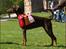 Dobermann Serbian Star V Masterhof