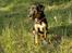 Blanding af racer Sascha