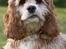 Amerikansk cocker spaniel Jamie - Teenager!