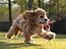Amerikansk cocker spaniel Jamie