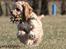 Amerikansk cocker spaniel Jamie