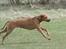 Rhodesian ridgeback Basse
