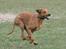 Rhodesian ridgeback Basse