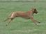 Rhodesian ridgeback Basse