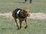 Rhodesian ridgeback Basse