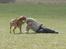 Rhodesian ridgeback Basse