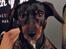 Blanding af racer Amanda - mest Gravhund - Fotograferes gerne