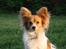 Papillon Emma - Maj 2011