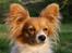 Papillon Emma - Maj 2011