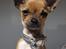Chihuahua *~ Shika ~* R.I.P - Velkommen til min profil, mit navn er Shika! :o)
