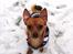 Blanding af racer Chihuahua/Dværgpinscher *~ Paya ~* R.I.P