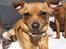 Blanding af racer Chihuahua/Dværgpinscher *~ Paya ~* R.I.P
