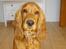 Cocker spaniel Balou