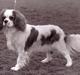 Cavalier king charles spaniel Ronja