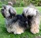 Lhasa apso Seng Tru heaven´s Asha