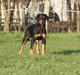 Dobermann Mamba von der Burgstätte
