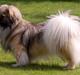 Tibetansk spaniel Sommerlyst's Ishvara Ga-Wa ("Poppe")