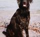 Flat coated retriever Charlie