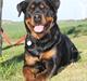 Rottweiler Haiki´s Aica