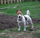 Jack russell terrier Max