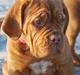 Dogue de bordeaux Golden Goddess Nairobi