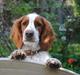Welsh springer spaniel Gallois's Katy (Mynte)