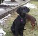 Labrador retriever Delta